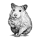 My Site Logo